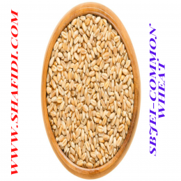 COMMON WHEAT